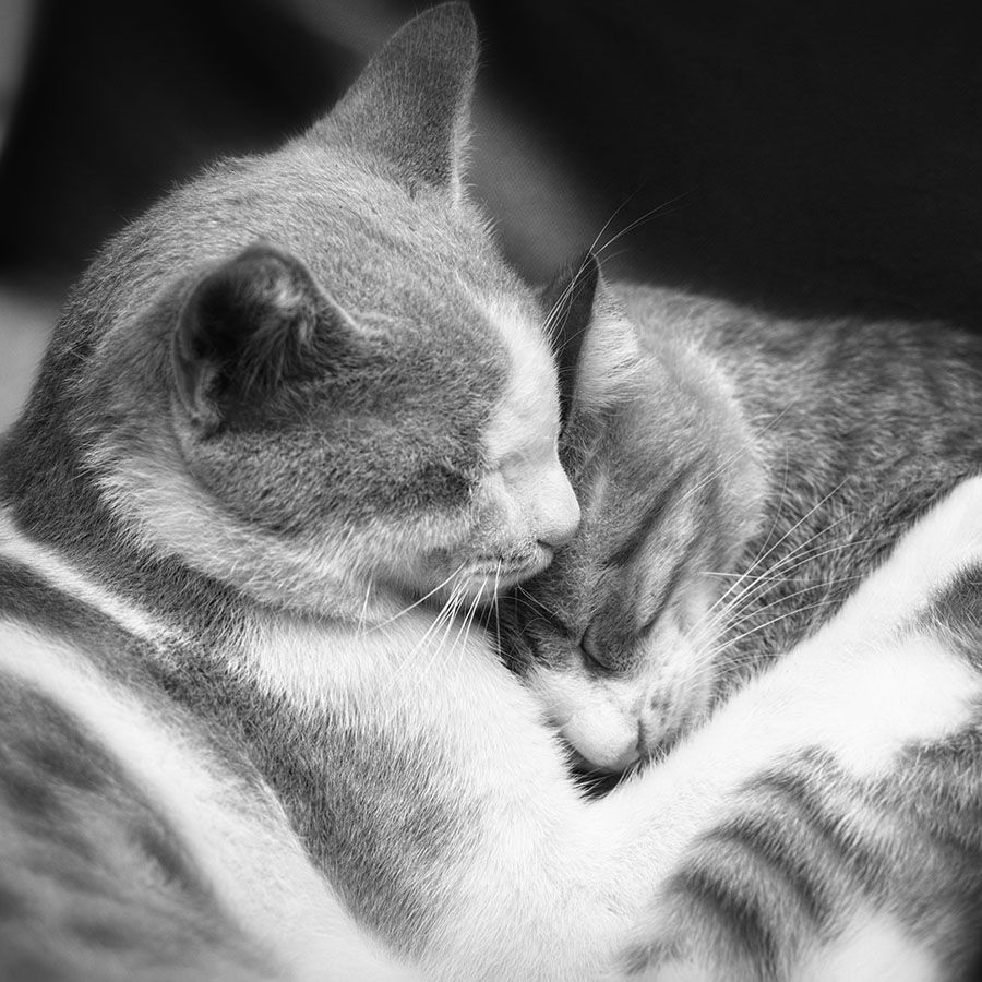 orange cats snuggled together