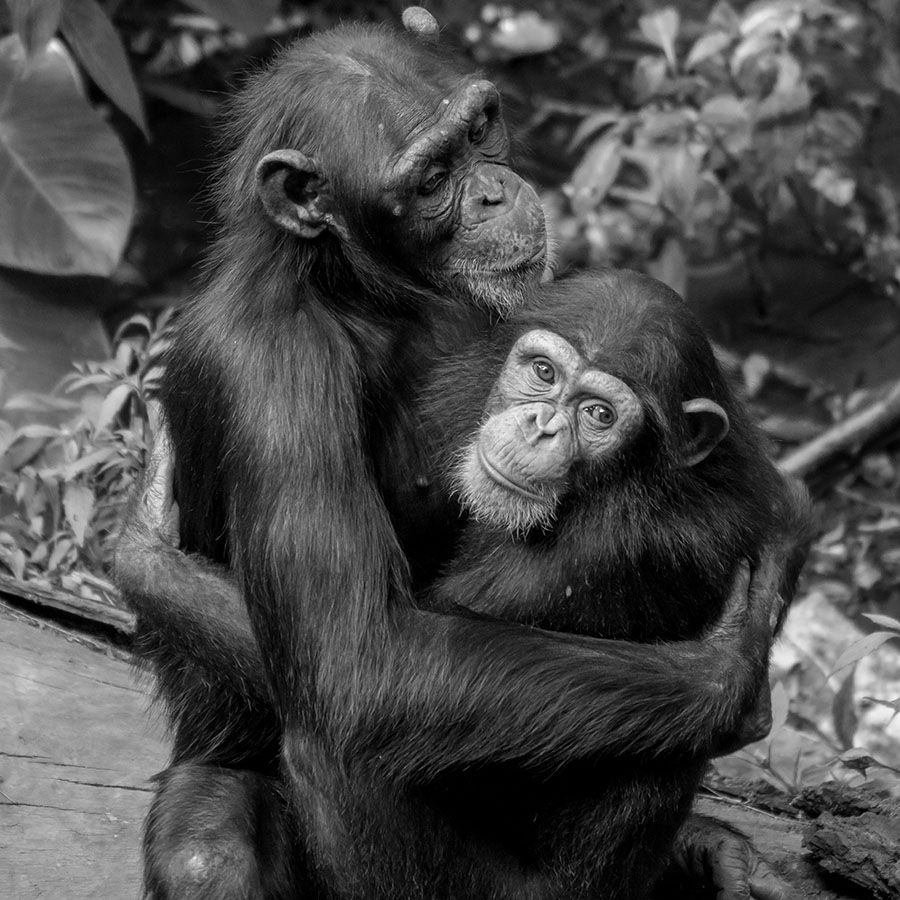 chimmpanzees hugging